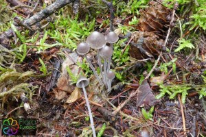 Mycena amicta (1)